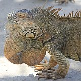 Costa Rica20150403-1843-0887